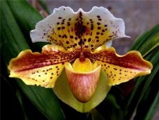 На выходных в Центральном ботаническом саду пройдет выставка орхидей