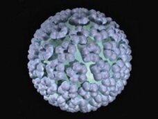 Папилломавирус выявлен у 50% мужчин