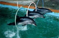 На выходных в Минске откроется дельфинарий