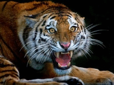 Малайзийка спасла мужа от тигра