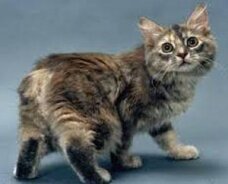 Бесхвостые кошки: особенности породы