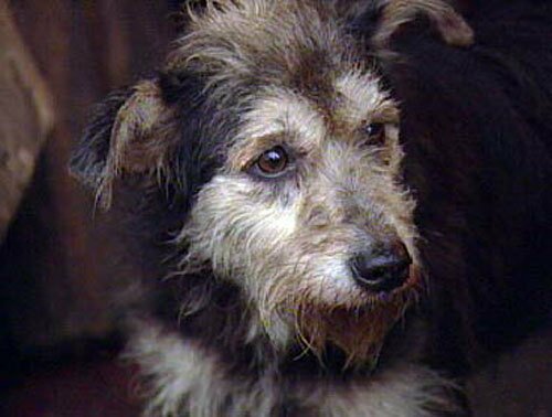 бездомная собака бездомная собака