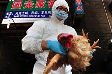 Беларусь закрыла границу для иностранных кур