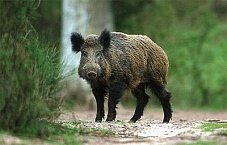 ЕС выделит €1,7 млн на белорусских животных