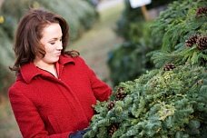 Как выбрать новогоднюю елку?