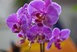 Чего хотят орхидеи? Чего хотят орхидеи?