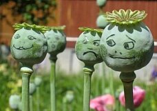 В Гомеле «накрыли» склад с 700 кг мака