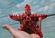 Морские звезды предотвратят инсульт