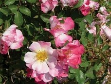 В честь Виктории Азаренко назвали сорт роз